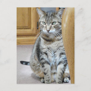 Cartão Postal Tabby Cat