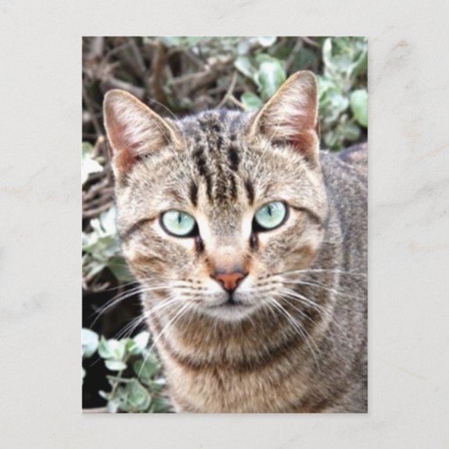 Cartão Postal Tabby Cat (Frente)