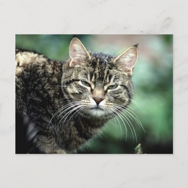 Cartão Postal Tabby Cat (Frente)