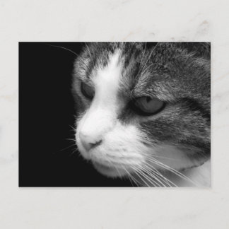 Cartão Postal Tabby Cat Black & White Portrait - Cartão-postal p