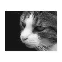 Tabby Cat Black & White Portrait - Cartão-postal p