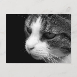 Cartão Postal Tabby Cat Black & White Portrait - Cartão-postal p