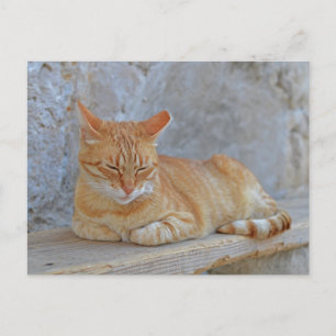 Cartão Postal Tabby cat descansando em Dubrovnik