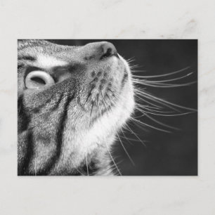 Cartão Postal Tabby Cat em Preto e Branco