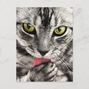 Cartão Postal Tabby Cat Feline Olhos Verdes Fecham Pata de Licen