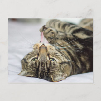 Cartão Postal Tabby Cat Licing Paw