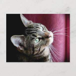 Cartão Postal Tabby cat Note card