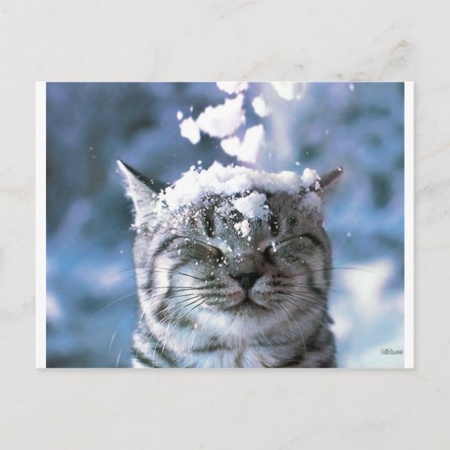 Cartão Postal Tabby Cat Splash (Frente)