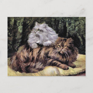 Cartão Postal Tabby e Silver Persians