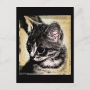 Cartão Postal Tabby Kitten