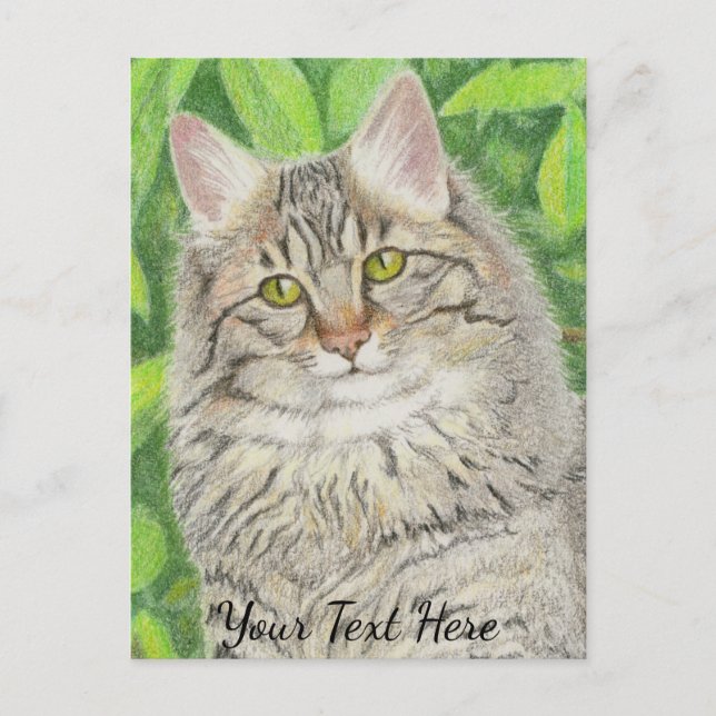 Cartão Postal Tabby Longhair (Frente)