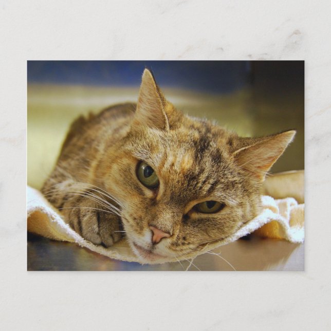 Cartão Postal Tabby Princess Postcard (Frente)