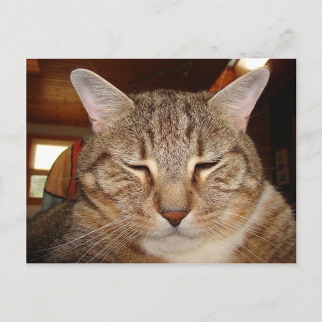 Cartão Postal Tabby Tiger Cat (Frente)