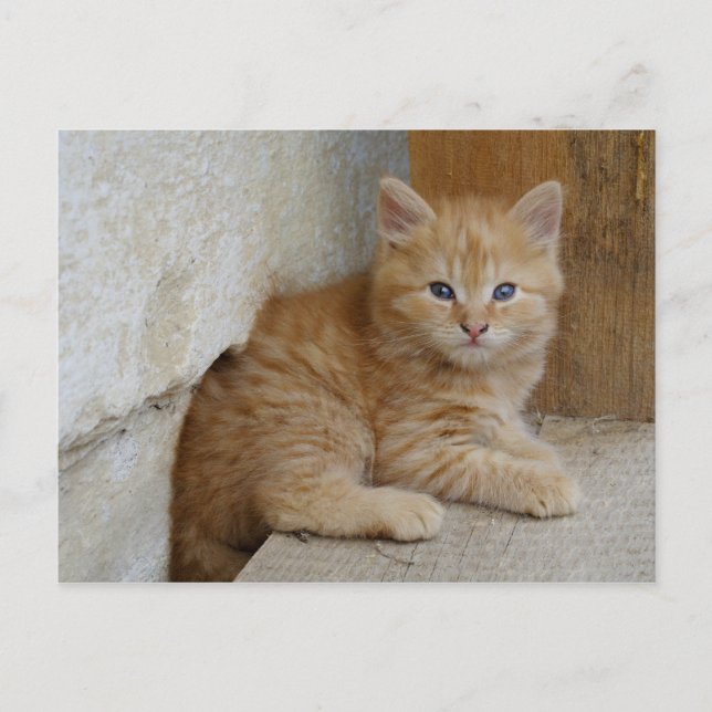 Cartão Postal Tabby Tomcat Kitten (Frente)