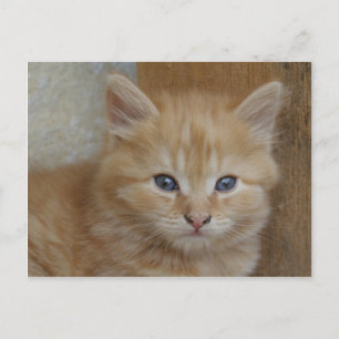 Cartão Postal Tabby Tomcat Kitten