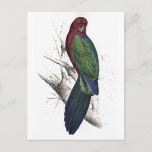 Cartão Postal Tabuan Parrakeet por Edward Lear