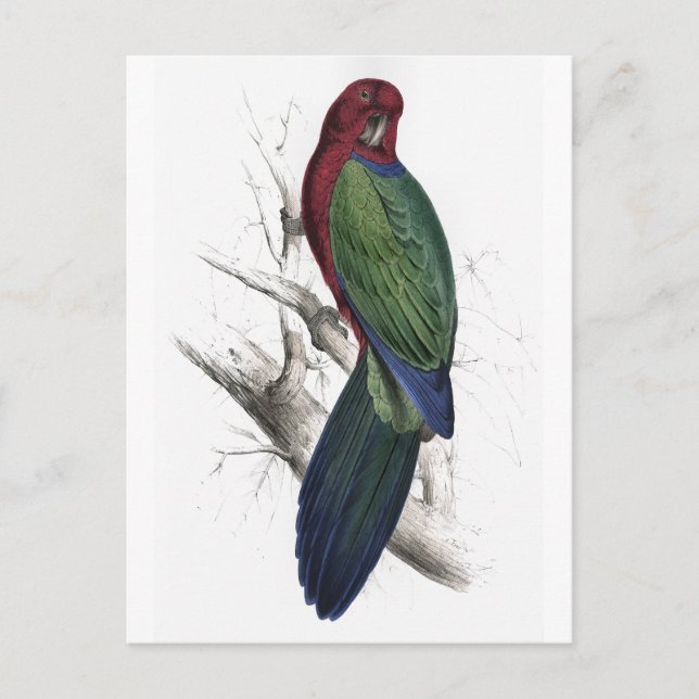 Cartão Postal Tabuan Parrakeet por Edward Lear (Frente)