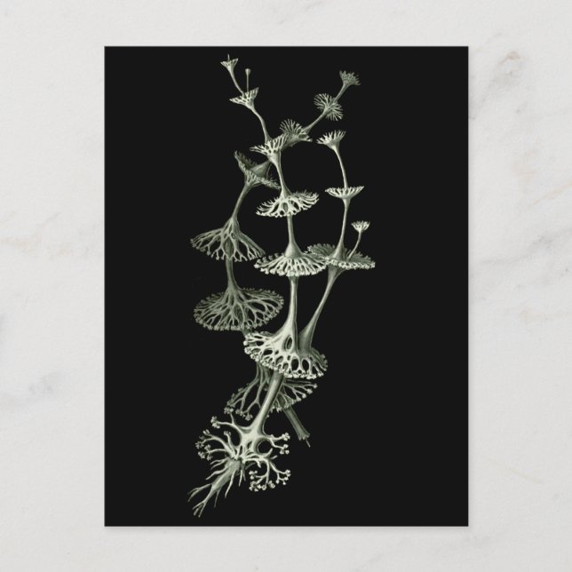 Cartão Postal Taça Lichen (Frente)