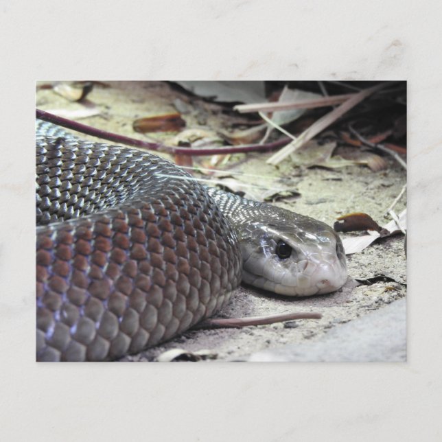 Cartão Postal Taipan Costeira (Frente)