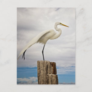 Cartão Postal Talentoso Egret Fort Myers Beach, Flórida