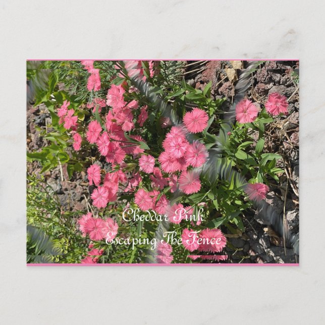 Cartão Postal, Tamanho: Cartão Postal Padrão, Pape (Frente)