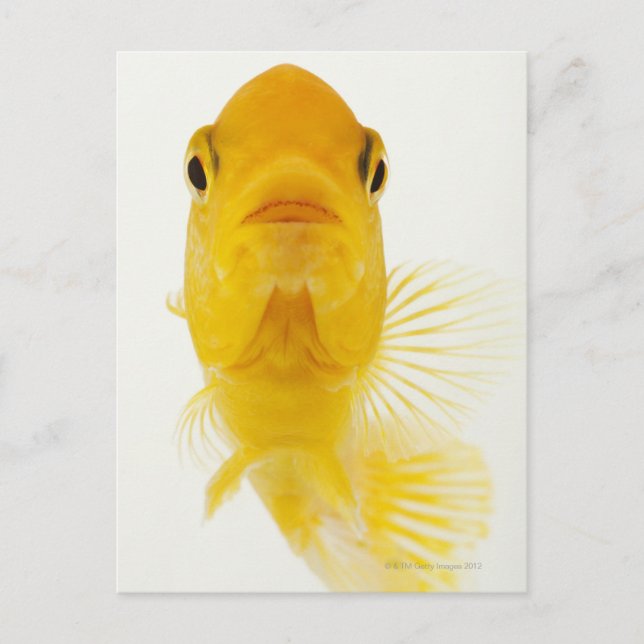 Cartão Postal Também conhecido como peixe-dourado de cauda-comet (Frente)