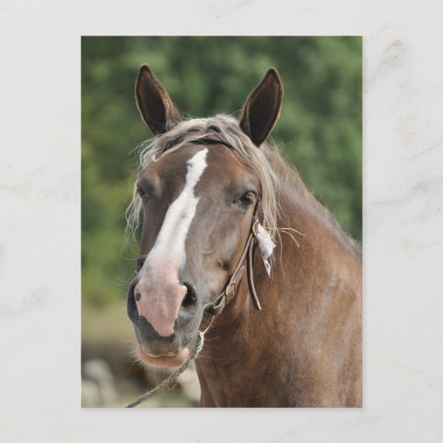 Cartão Postal Tambor bretão (Frente)