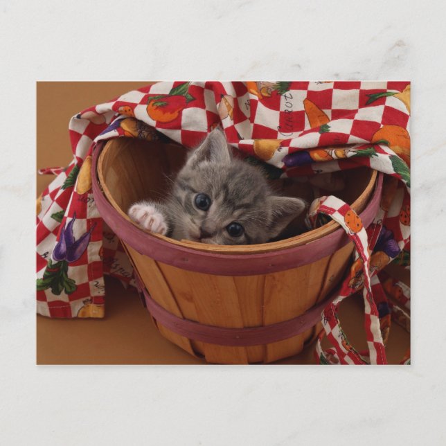 Cartão Postal Tambor de Gatinho (Frente)