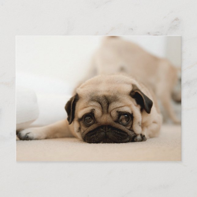 Cartão Postal Tan Female Pug (Frente)