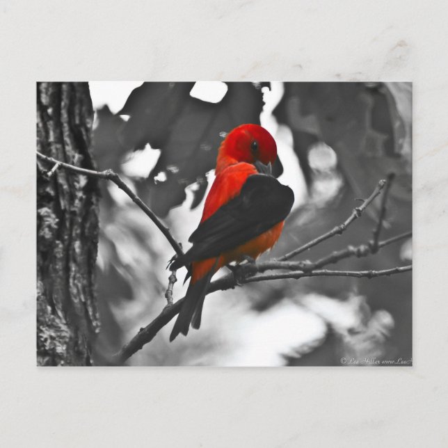 Cartão Postal Tanager Escarlate Macho (Frente)