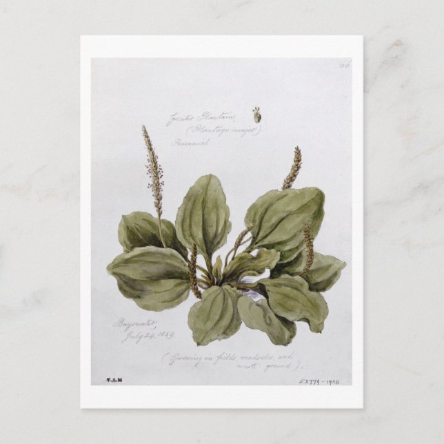 Cartão Postal Tanchagem-maior, pintado em Bayswater, 24 de julho (Frente)