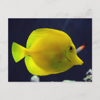 Cartão Postal Tang Amarelo