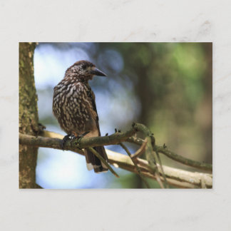 Cartão Postal Tannenhäher