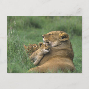 Cartão Postal Tanzânia, Cratera de Ngorongoro. Mãe de leão afric