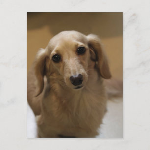Cartão Postal Tão Bonita Dachschund Puppy