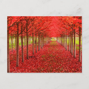 Cartão Postal Tapete vermelho e céu