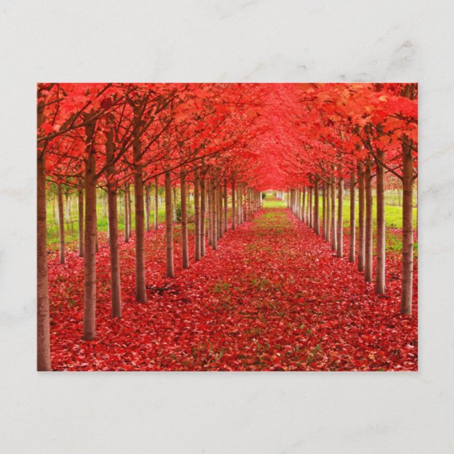 Cartão Postal Tapete vermelho e céu (Frente)
