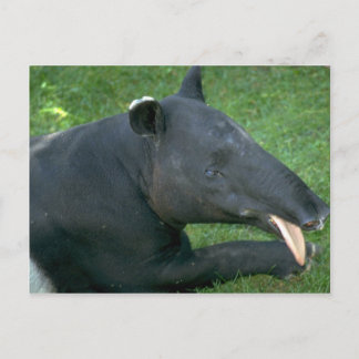 Cartão Postal Tapir