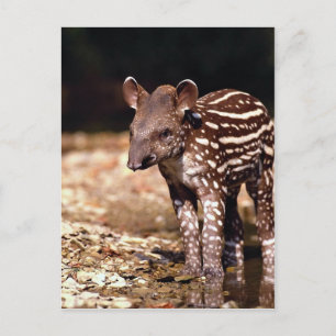 Cartão Postal Tapir brasileiro, jovem bezerro ao lado do rio