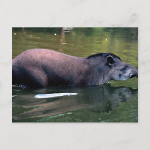Cartão Postal Tapir brasileiro (Tapirus terrestris)