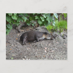Cartão Postal tapir dormindo na areia