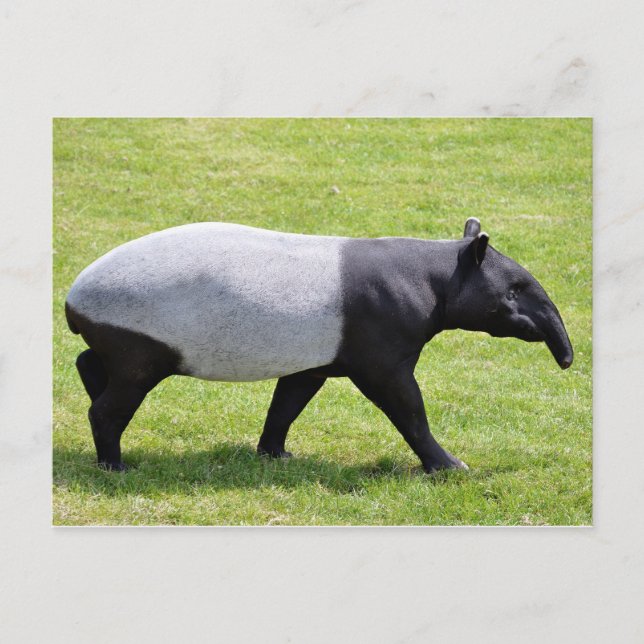 Cartão Postal Tapiro-malaio andando na grama (Frente)