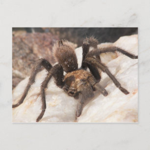 Cartão Postal Tarantula