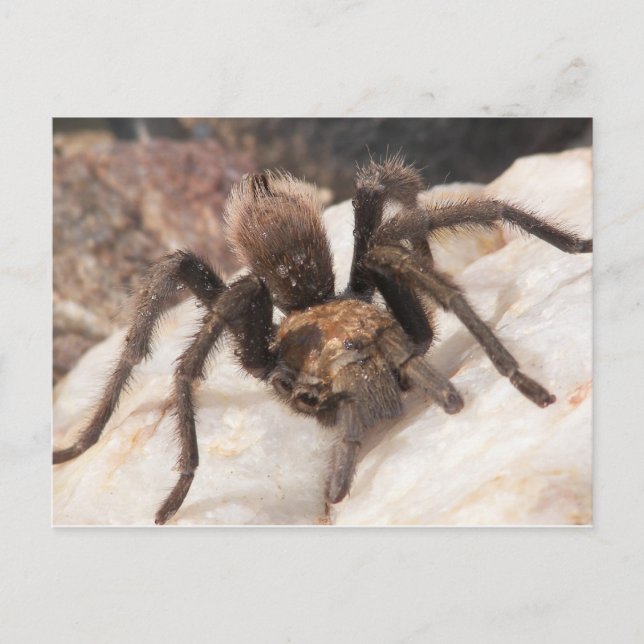 Cartão Postal Tarantula (Frente)