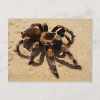 Cartão Postal Tarantula
