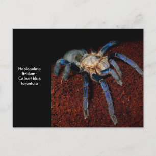 Cartão Postal Tarantula