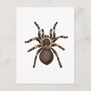 Cartão Postal Tarantula