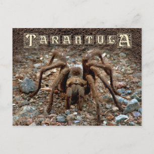 Cartão Postal Tarantula