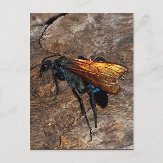 Cartão Postal Tarantula Hawk (Frente)