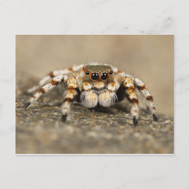 Cartão Postal Tarantula Jumping Bird Spider Acessórios incríveis (Frente)